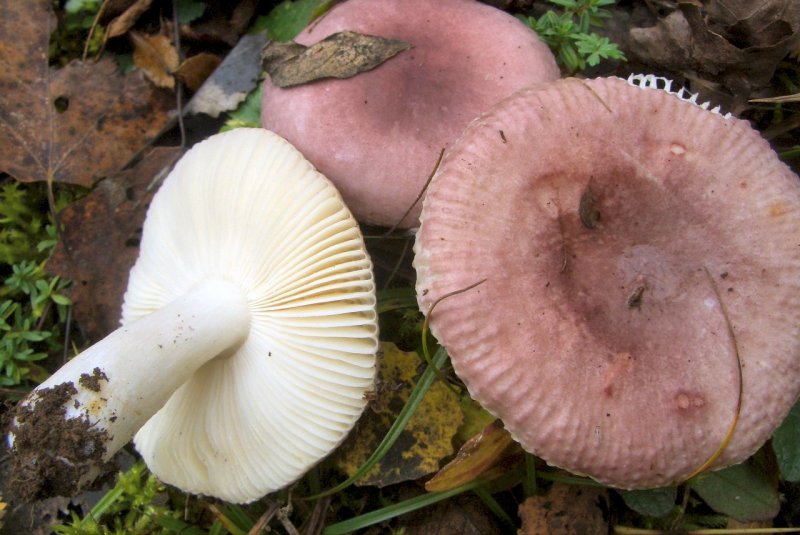 Russula sp di pioppo